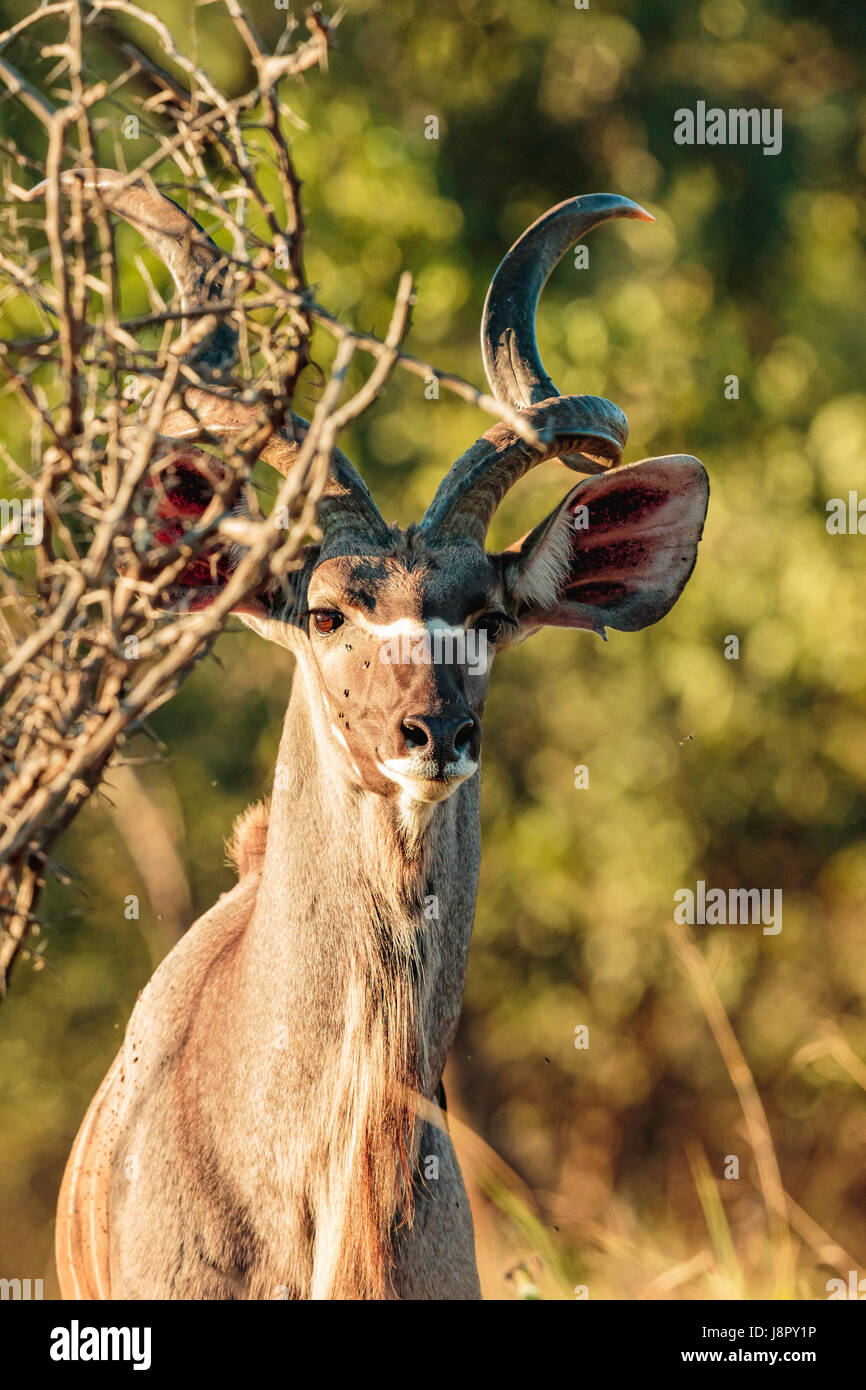 Grande maschio maggiore Kudu (Tragelaphus Strepsiceros) con corna ritorto guardando in avanti in una testa e spalle ritratto. Foto Stock