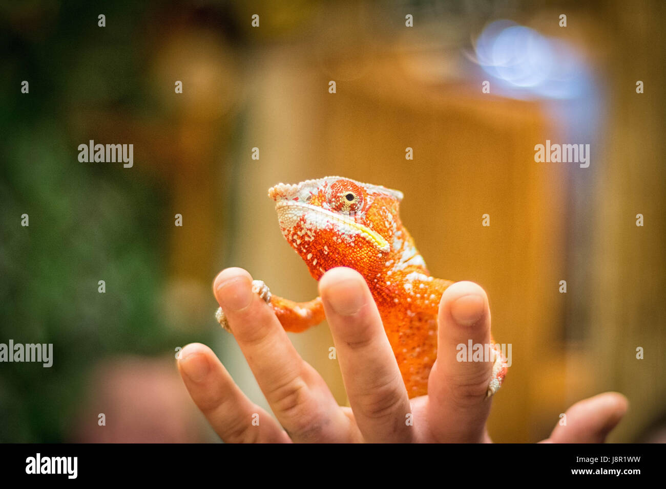 Mano umana tenendo chameleon, arancione Foto Stock