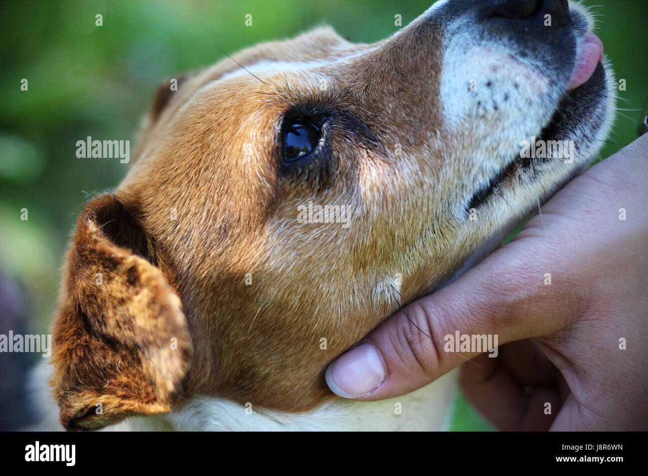 Jack Russell guardando al suo proprietario close up Foto Stock