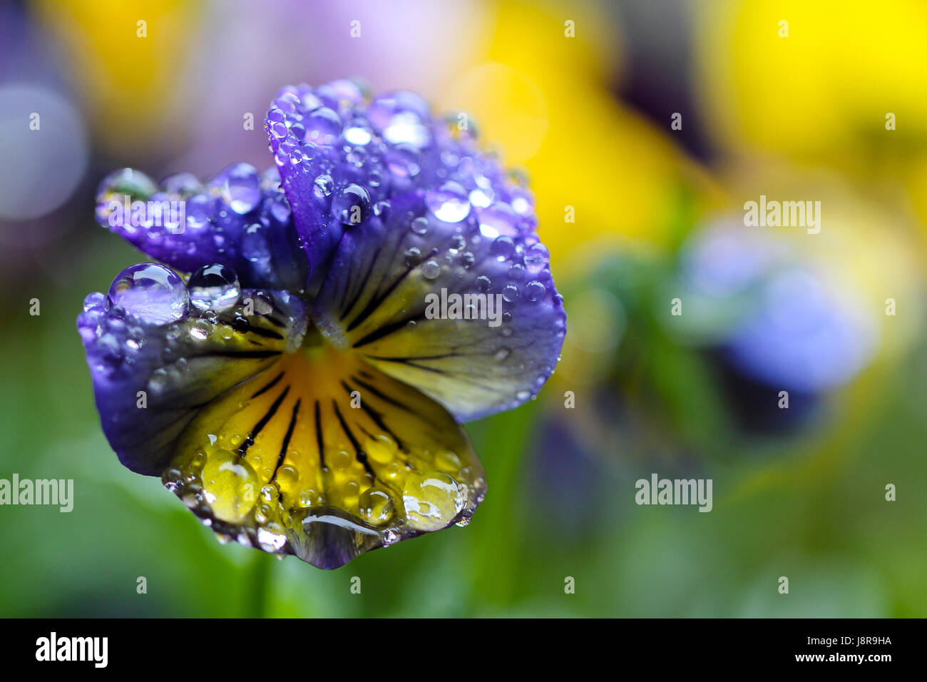 Violeta tricolore, bagnato con pioggia. Vibrant Blue e giallo pansy coperti con grandi e delicato equilibrio delle gocce di pioggia. Foto Stock