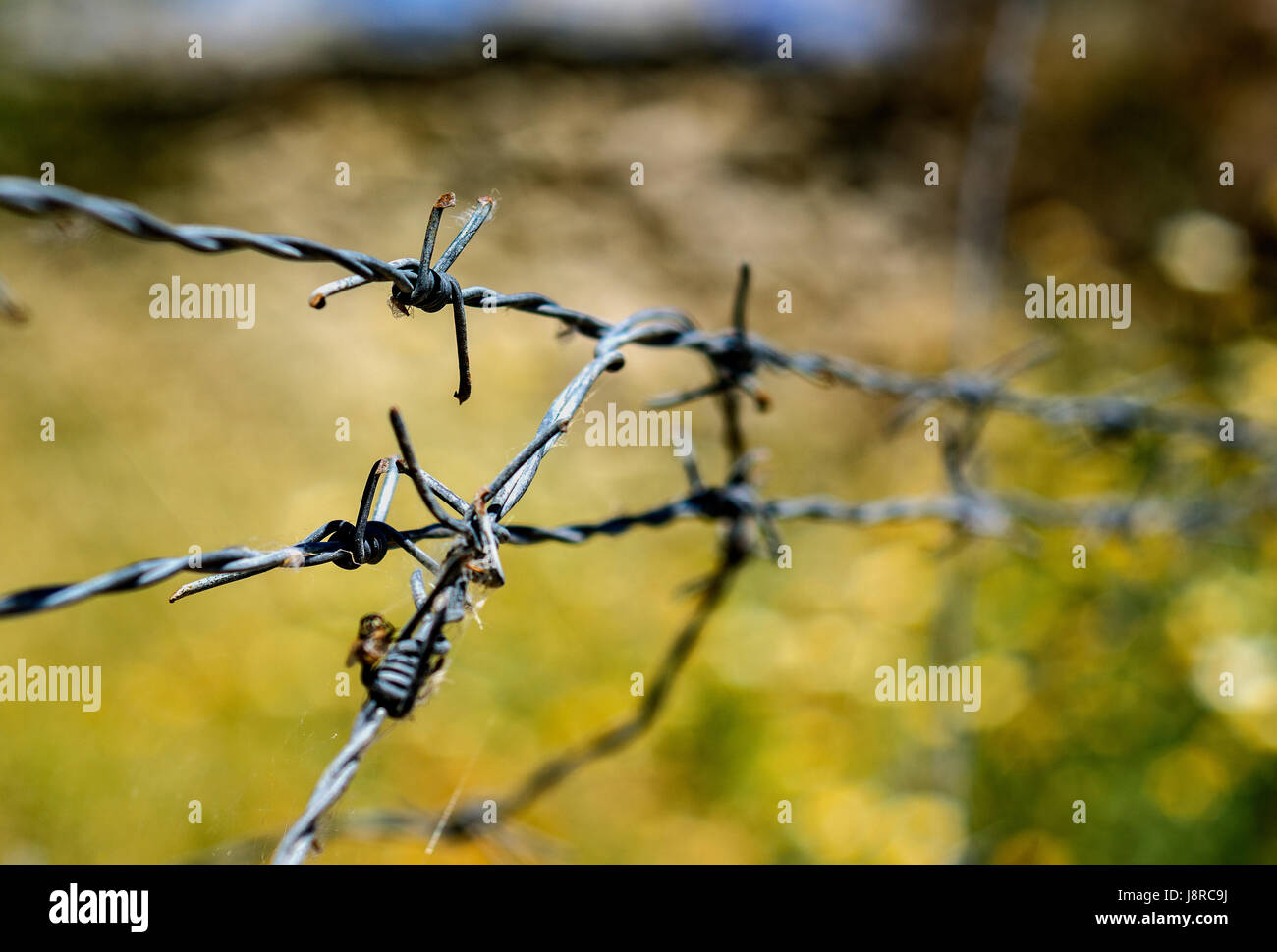 Filo spinato utilizzato per i luoghi dove l'accesso è vietato Foto Stock