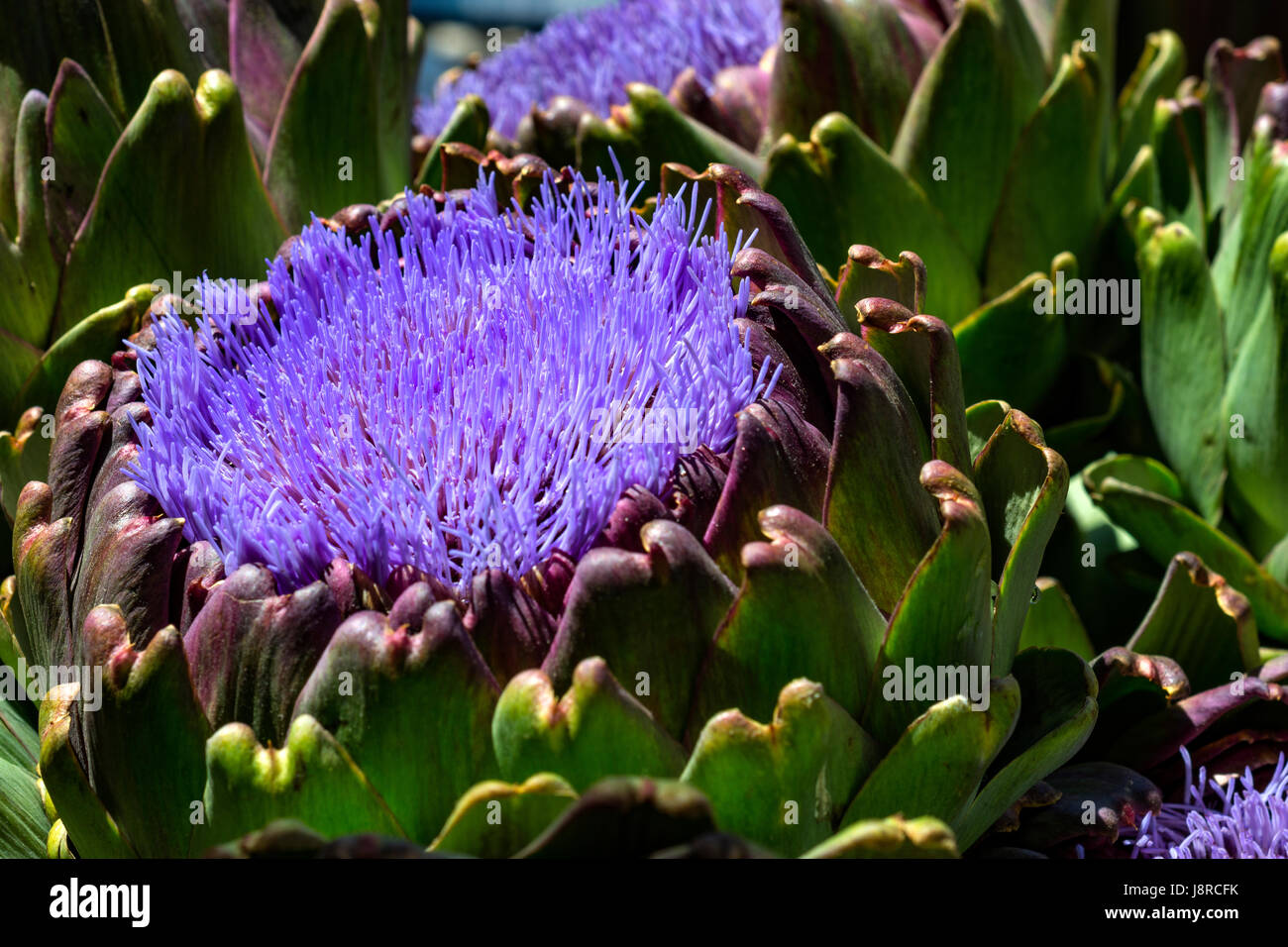 bellissimo fiore di carciofo in fiore di colore lilla Foto Stock