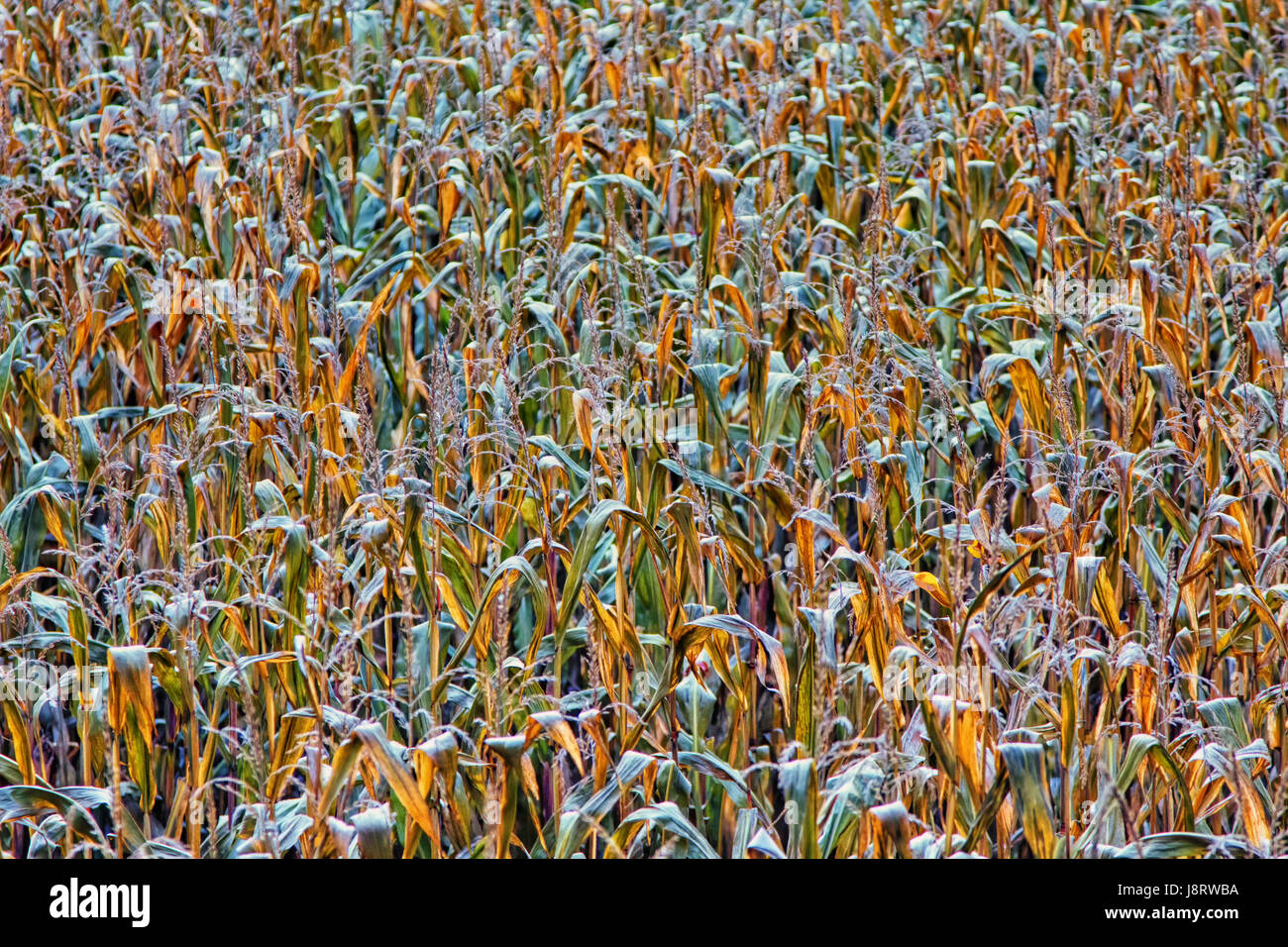 Colorato, colorato, splendida, molteplici, riccamente colorata, agricoltura, Foto Stock