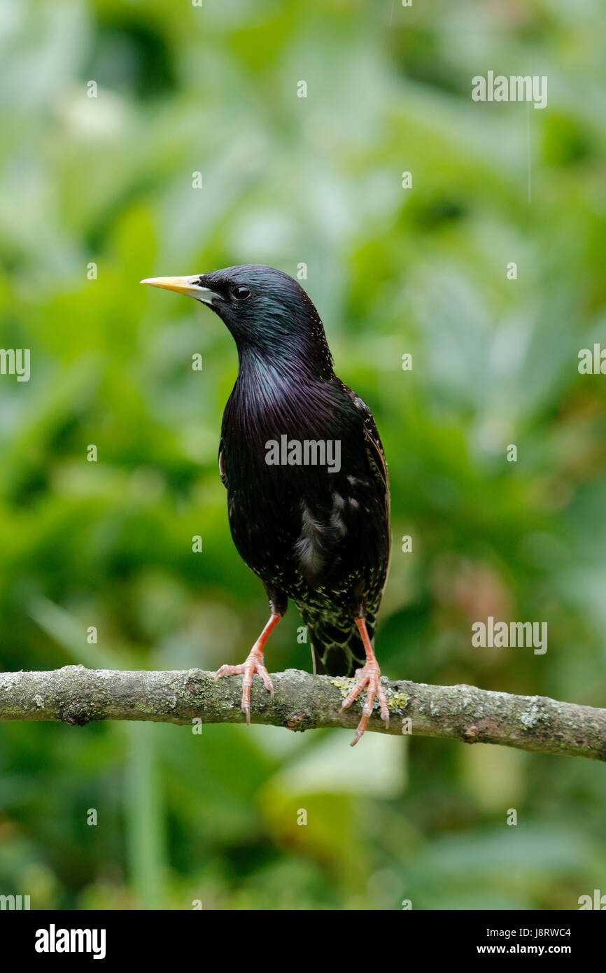 Comune, Starling Sturnus vulgaris anche chiamato European Starling, uccello maschio con un giallo che Bill ha un grigio blu base, anche un occhio nero Foto Stock