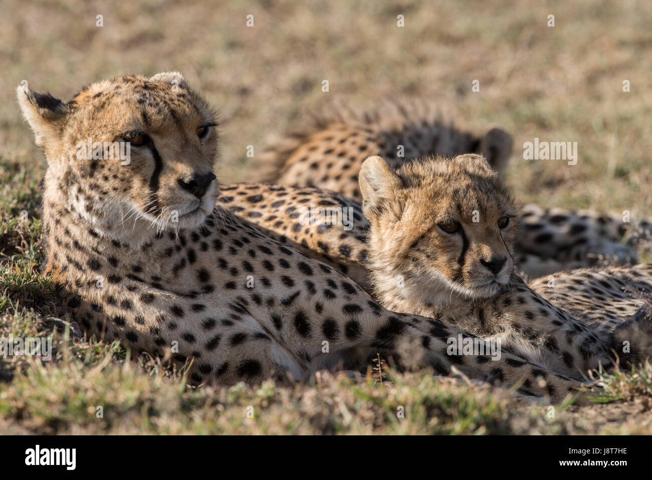 Cheetah Mom e Cub, Tanzania Foto Stock