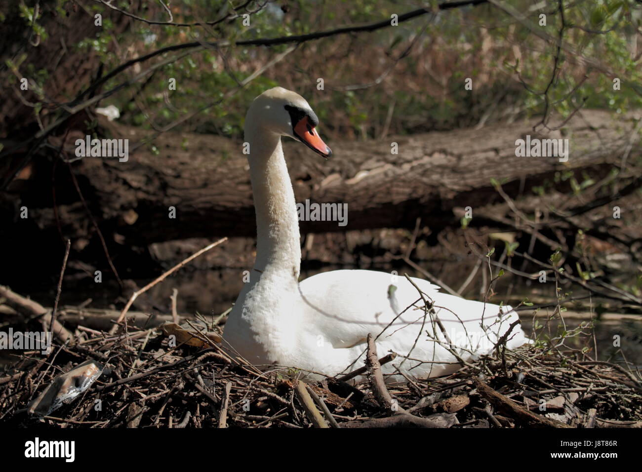 Swan, vuoto, europeo, caucasico covata, nido, lucidità, orgogliosi, orgoglio, macro, Foto Stock