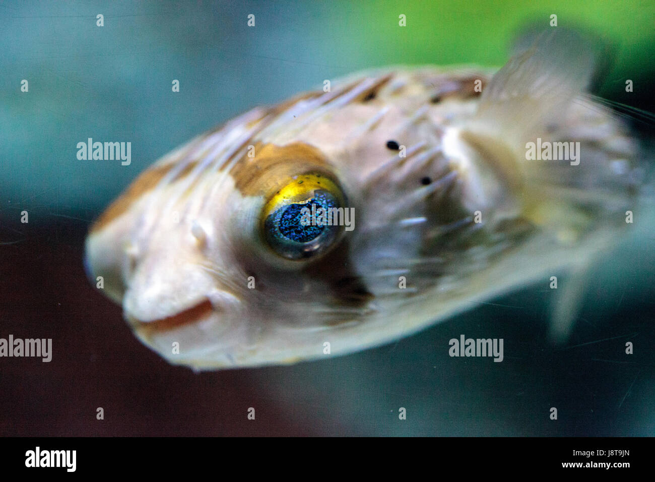 Spinosa Porcupinefish Diodon Holocanthus Ha Occhi Che Scintillano Con Blue Flecks E Pelle Con Spine Questo Pesce Puo Essere Trovato Nel Mare Rosso Foto Stock Alamy