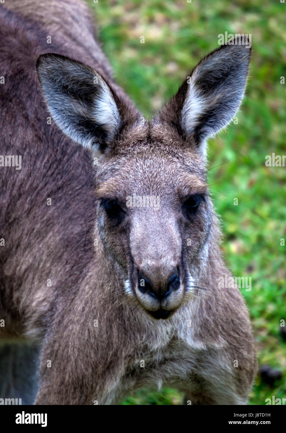 Maschio di canguro testa e spalle Foto Stock