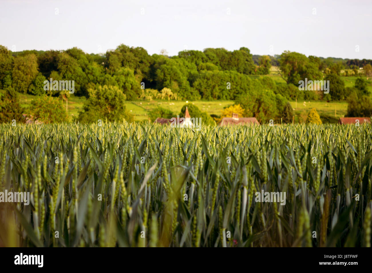 Vista sul verde di un campo di grano con il villaggio di Racton in background, Racton, South Downs, West Sussex, in Inghilterra, Regno Unito Foto Stock