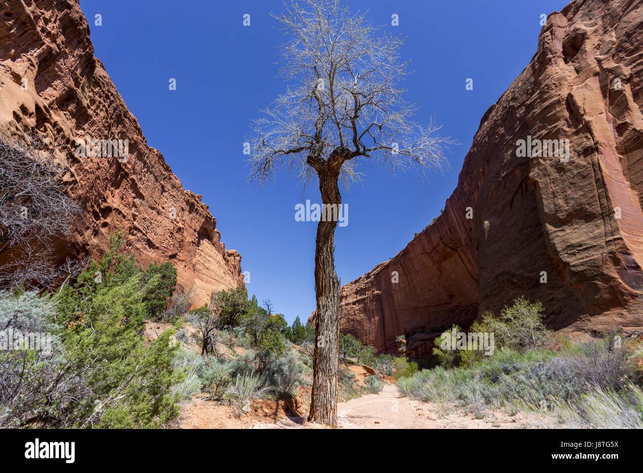 Simmetria della natura del paesaggio ad albero isolato. Sentiero escursionistico Burr Gulch Blue Sky. Escalante Staircase Desert National Monument, Utah, USA Foto Stock