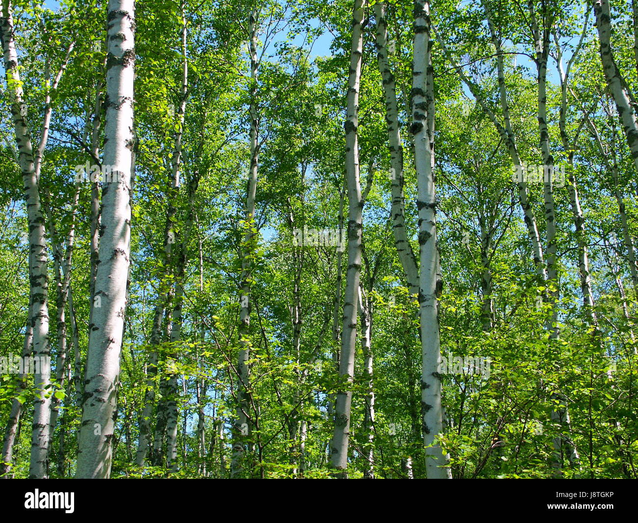 Nazionale, vegetazione, apostolo, albero, foglie, flora, Stati Uniti d'America, America, denso, Aspen, Foto Stock