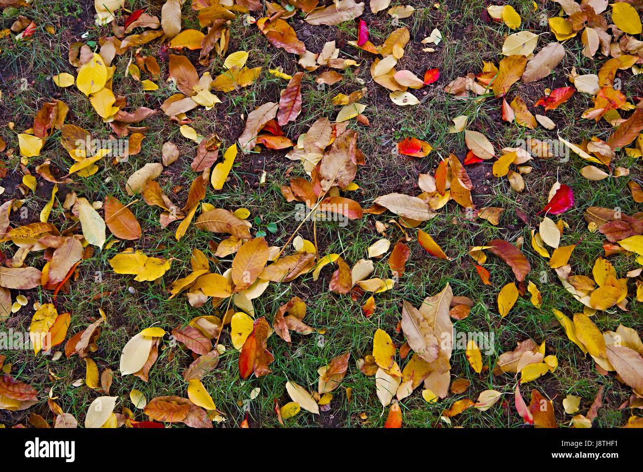 Caduta foglie di erba Foto Stock