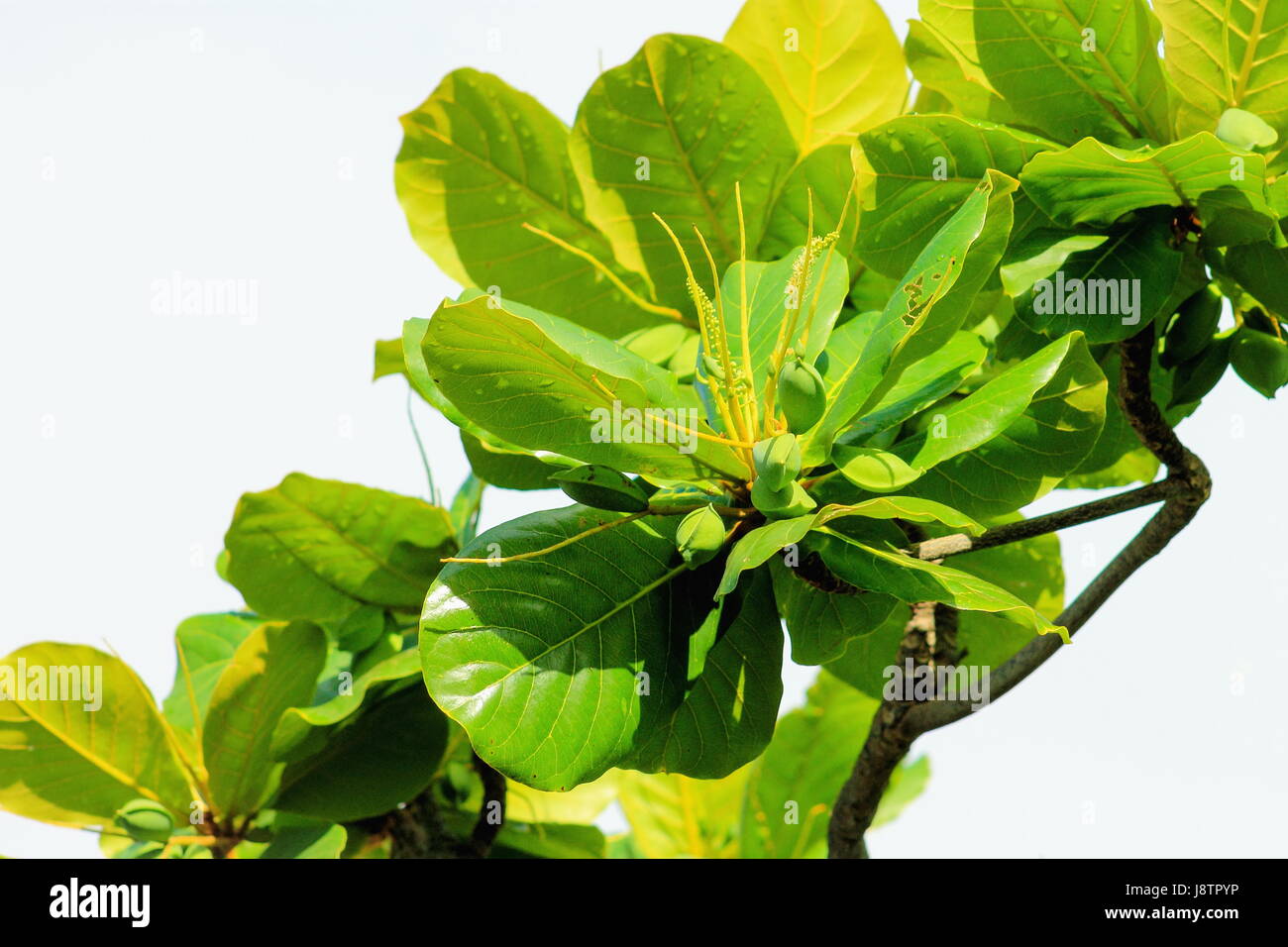 Close up di mandorle tropicali cresce a Honolulu, Hawaii Foto Stock