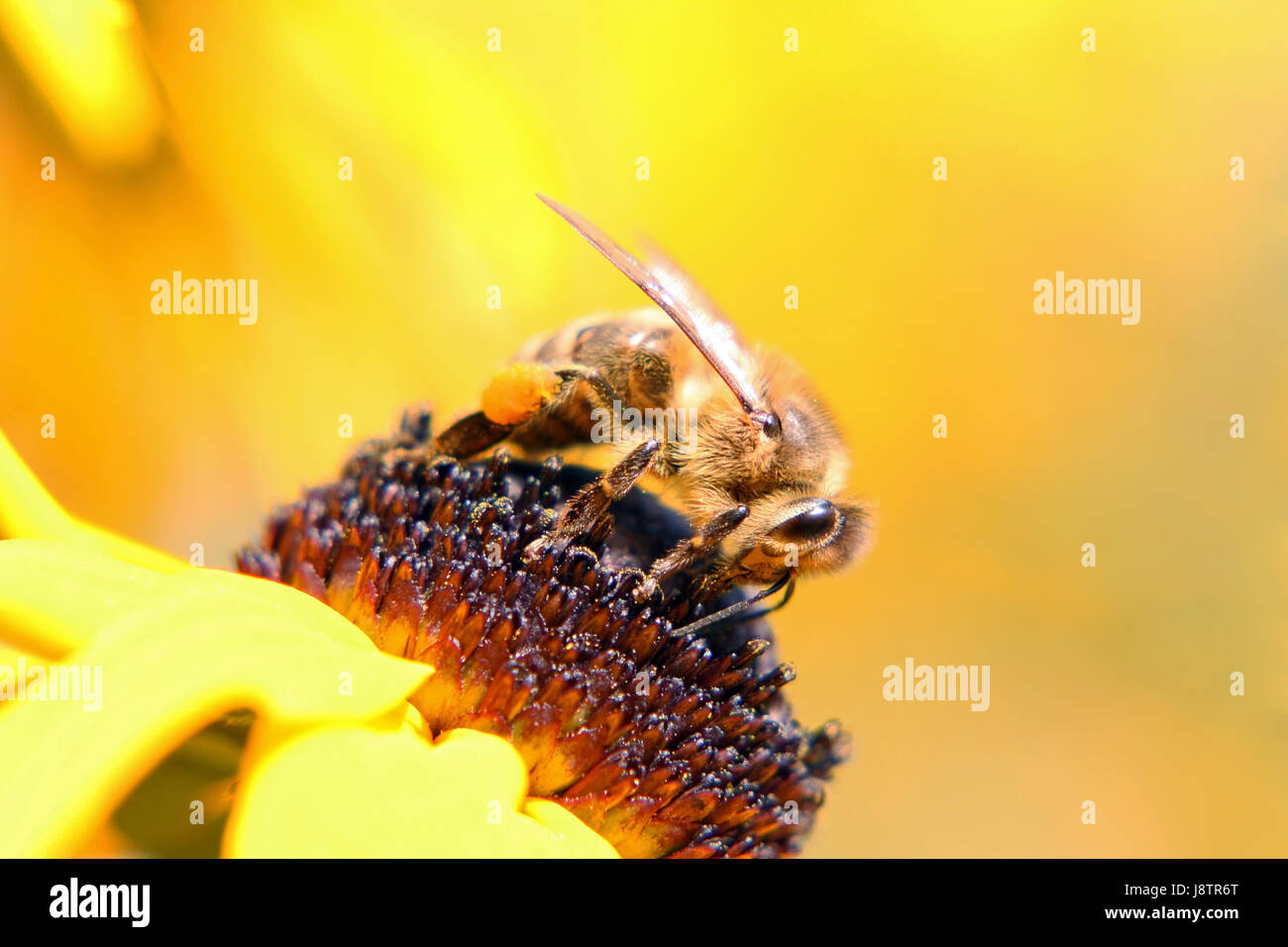 un'ape occupato Foto Stock