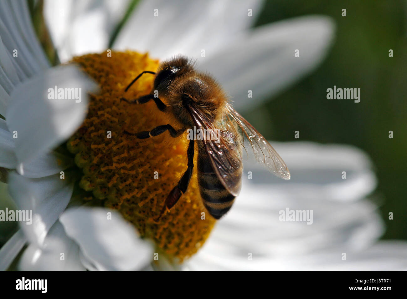 Insetto, bloom, blossom, fiorire, fiorente, polline, honeybee, api, gambe, Foto Stock