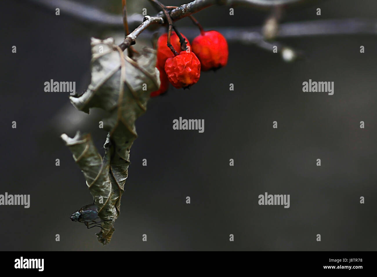 Foglia, die, rowan berry, Berry, rowan, autunno autunno, attendere, in attesa, leaf, arte, Foto Stock
