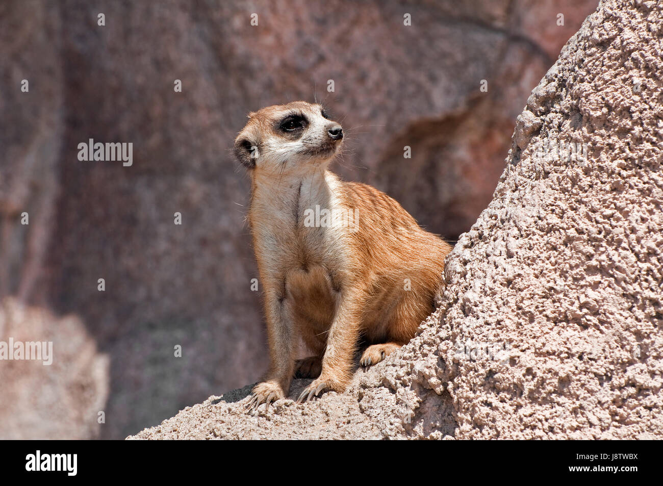 Animale mammifero, Wild, pelliccia, fauna selvatica, meerkat, meerkats, deserto deserto, Foto Stock
