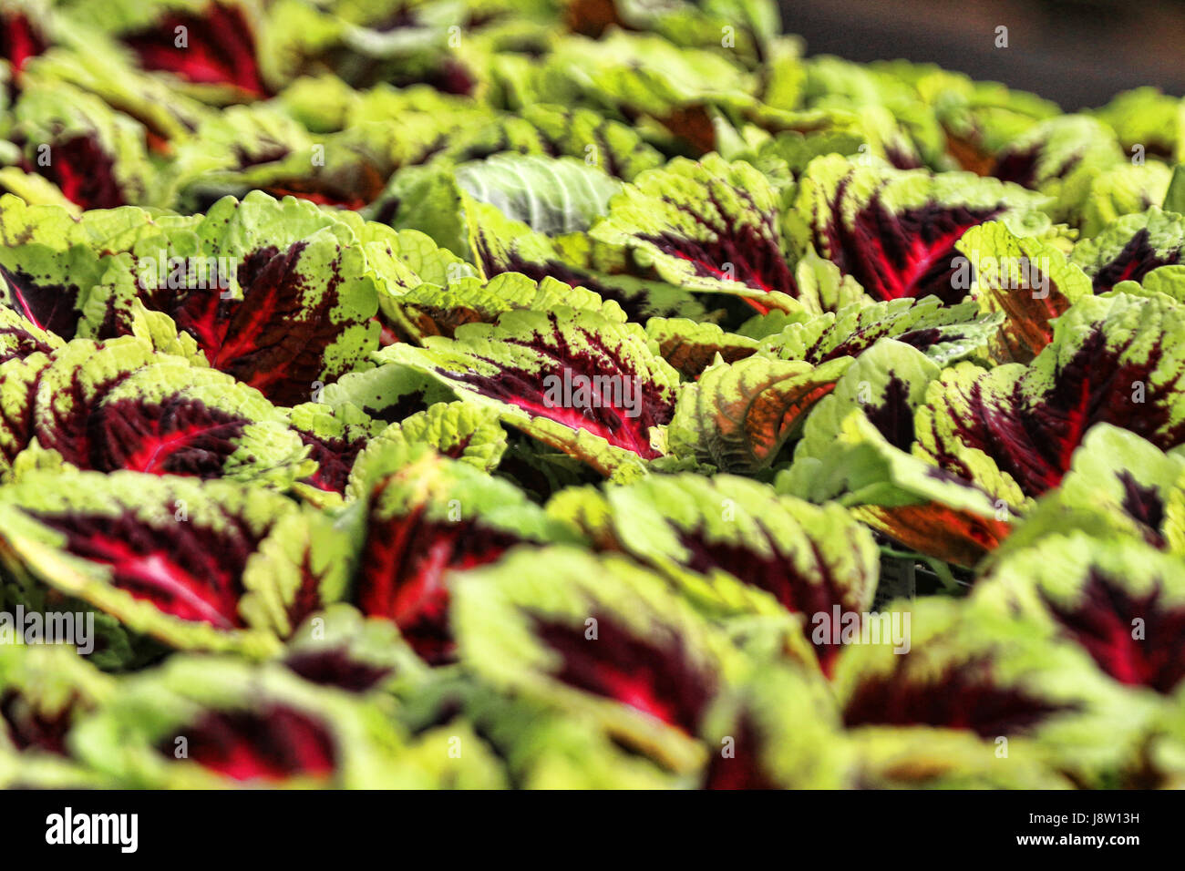 Rosso e Verde Foglia piante Coleus situato in una casa verde Foto Stock