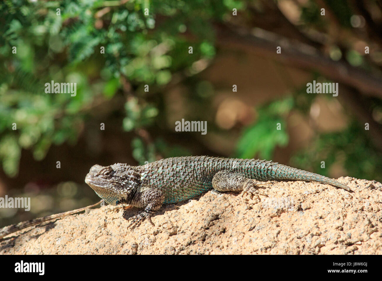 Clark lucertola spinosa (Sceloporus clarkii) su una roccia. Foto Stock