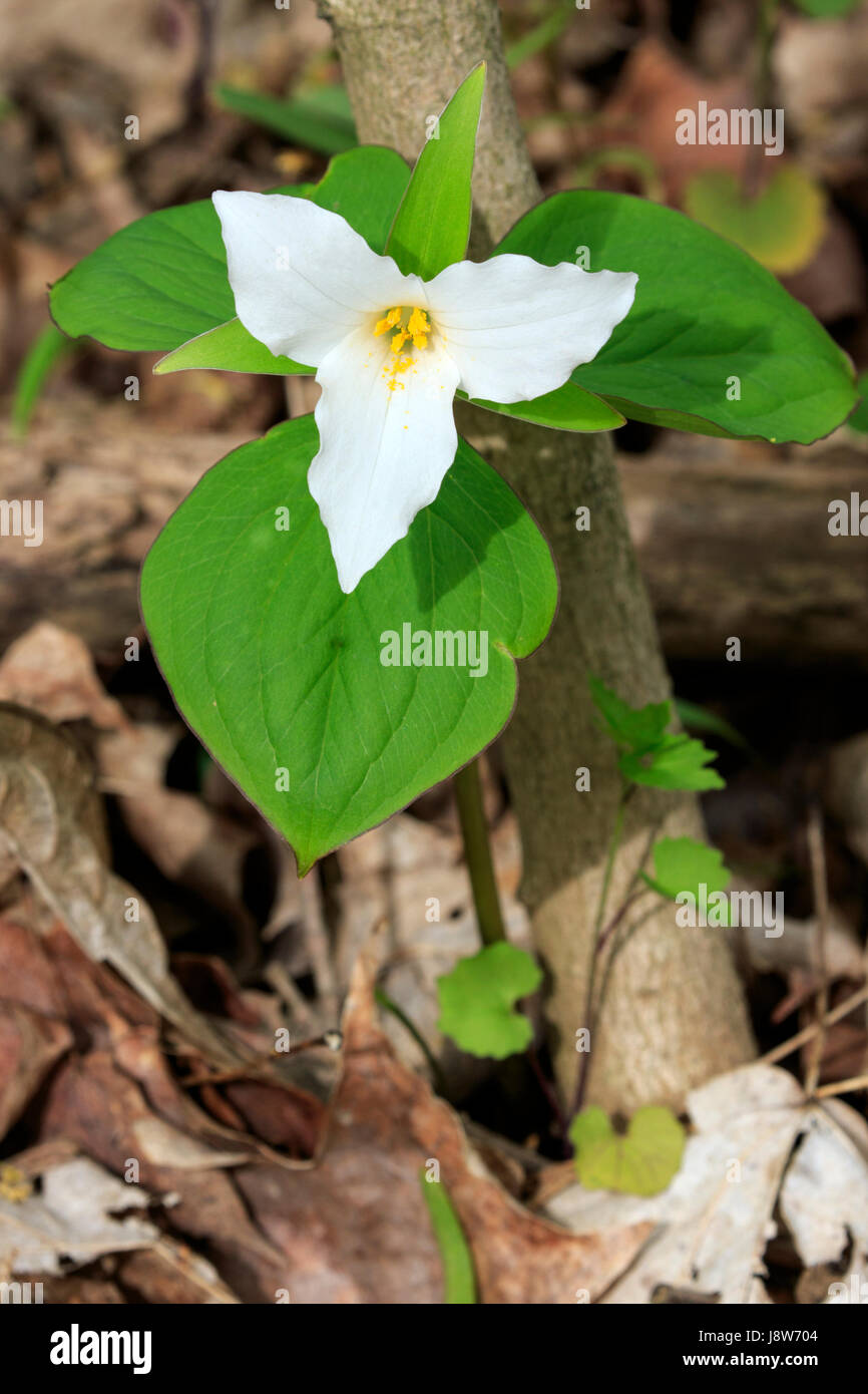 Large White trillium (Trillium grandiflorum), Foto Stock