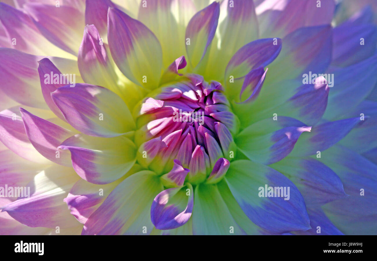 Dahlia oriental dream Foto Stock