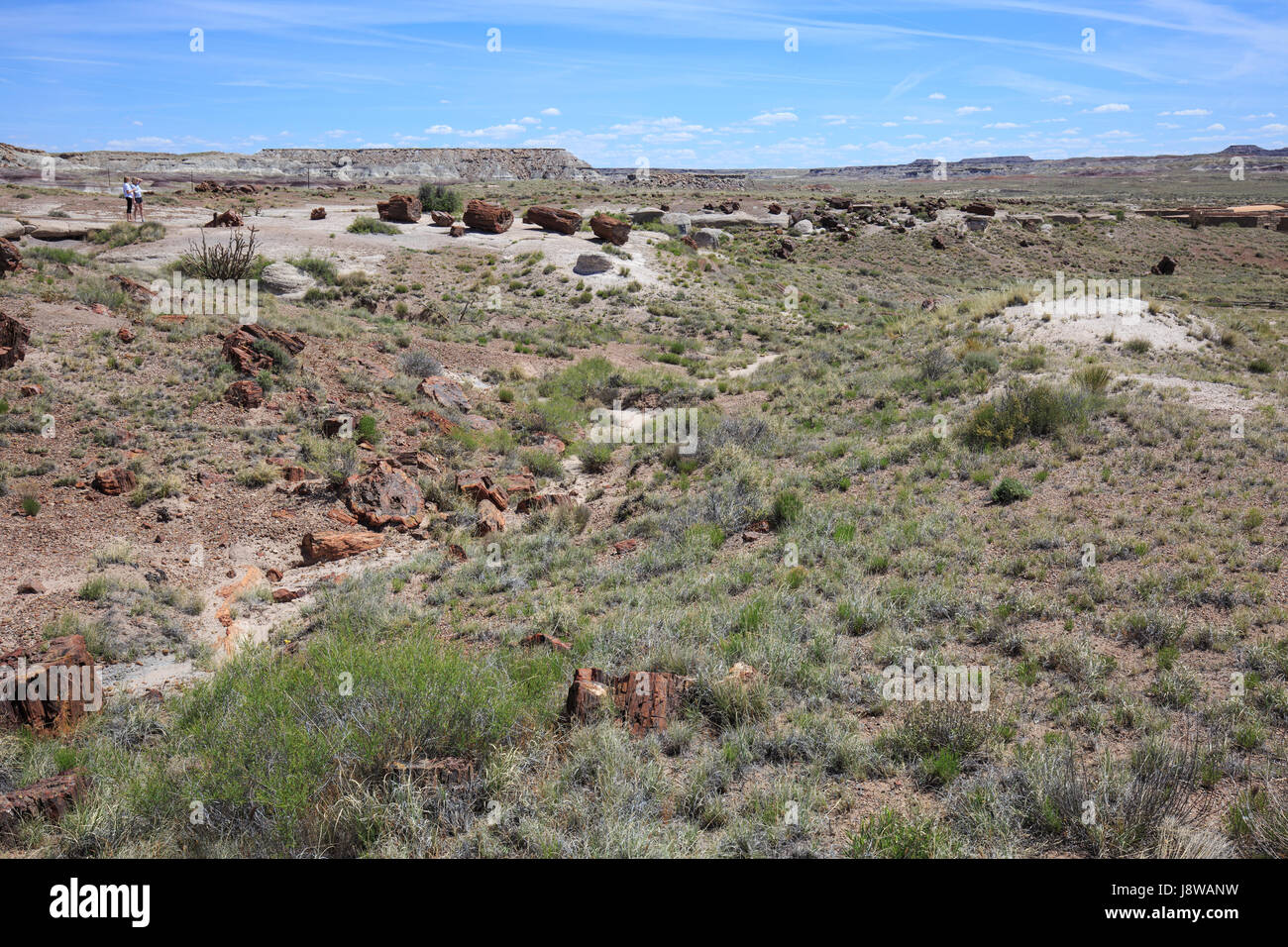 Pietrificati tronchi sul terreno al Parco Nazionale della Foresta Pietrificata, Arizona. Foto Stock