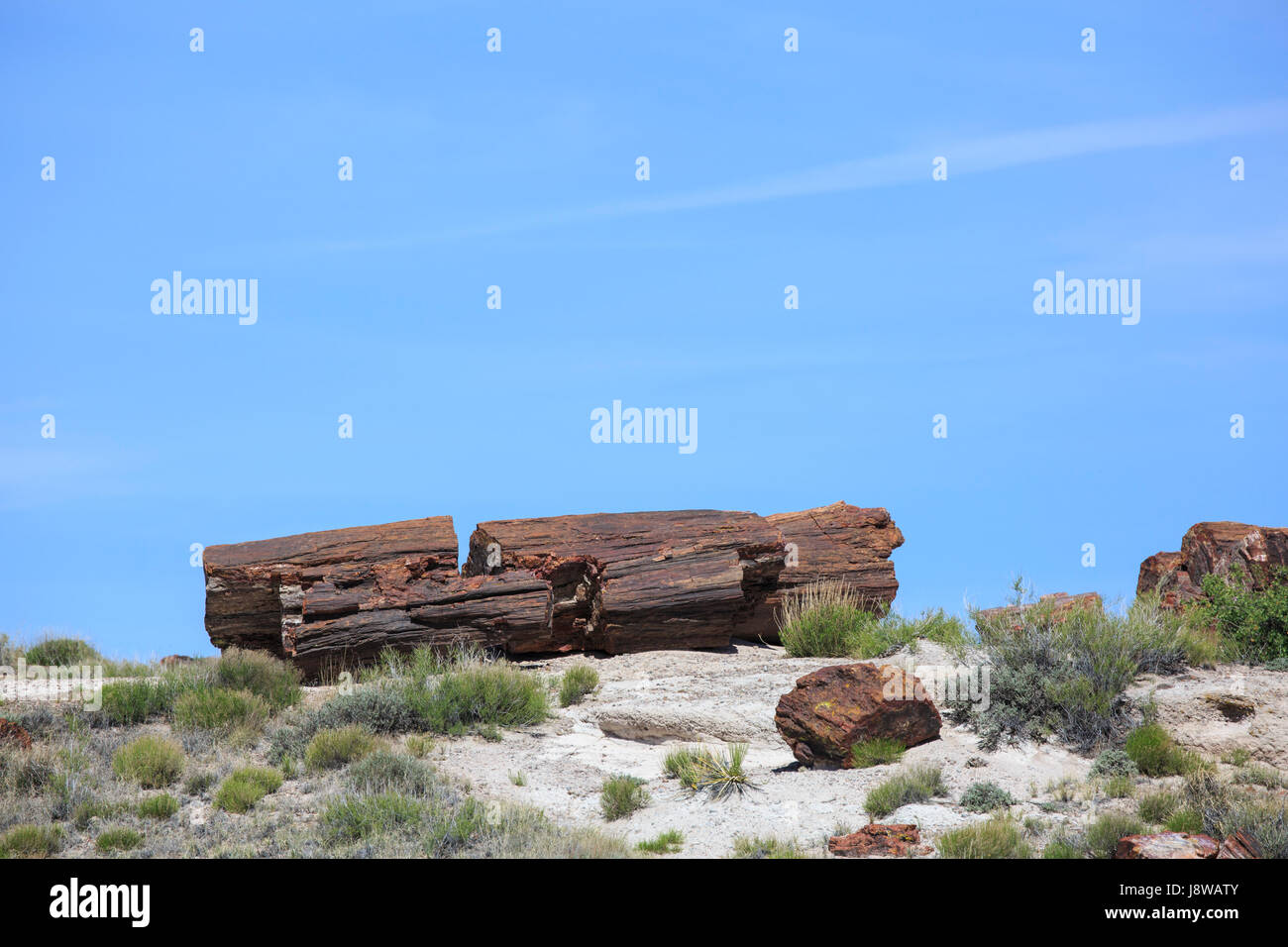 Pietrificati tronchi sul terreno al Parco Nazionale della Foresta Pietrificata, Arizona. Foto Stock