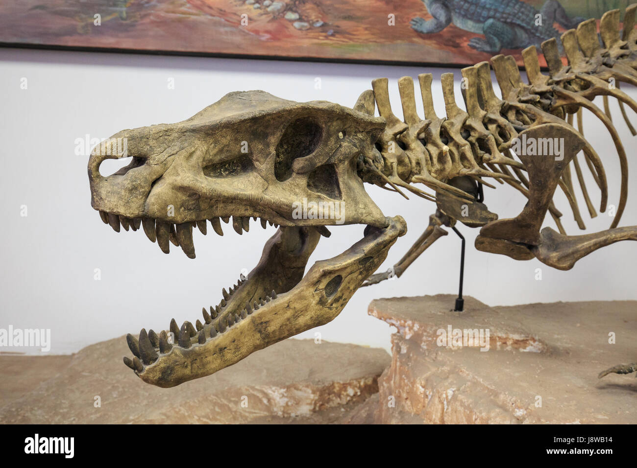 Lo scheletro di un Rauisuchid, periodo Triassico superiore (predator tecnicamente non è un dinosauro). Visualizzati al Parco Nazionale della Foresta Pietrificata Visitor Center Foto Stock