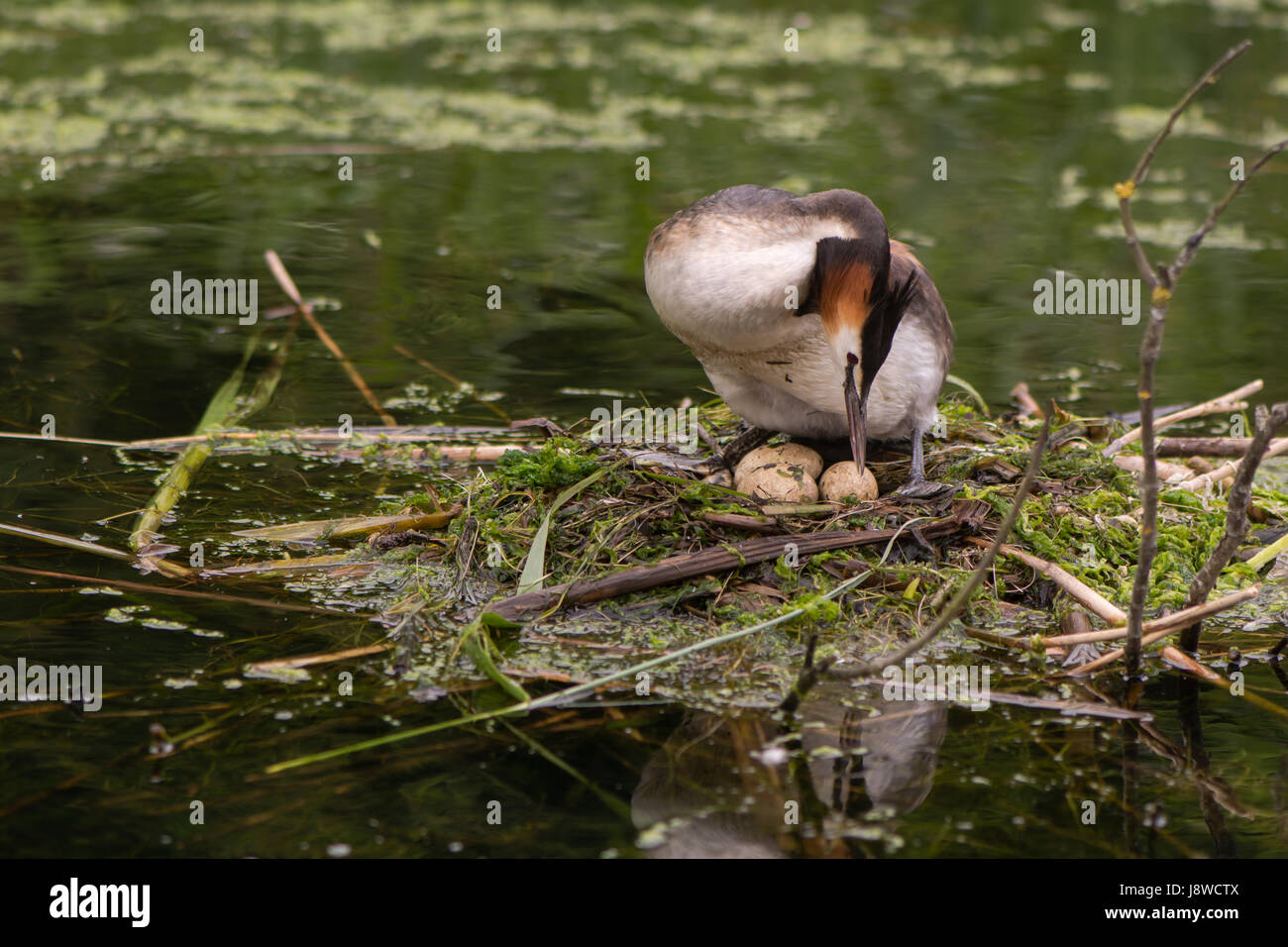 Svasso maggiore (Podiceps cristatus) girando le uova. Elegante waterbird nella famiglia Podicipedidae nidificazione sul lago a Cardiff Bay, Wales, Regno Unito Foto Stock