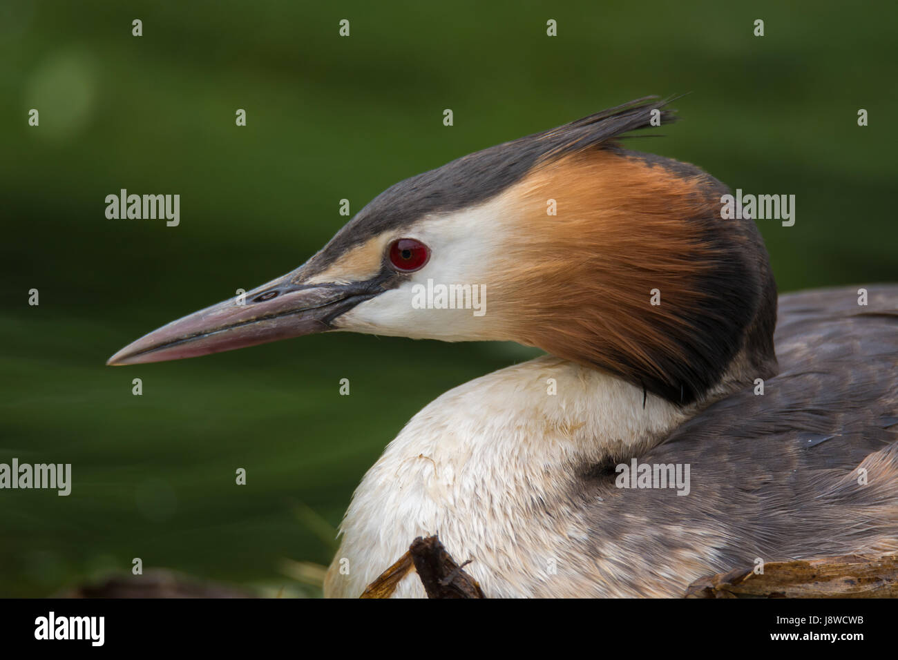 Svasso maggiore (Podiceps cristatus) profilo verticale. Elegante waterbird nella famiglia Podicipedidae nidificazione sul lago a Cardiff Bay, Wales, Regno Unito Foto Stock