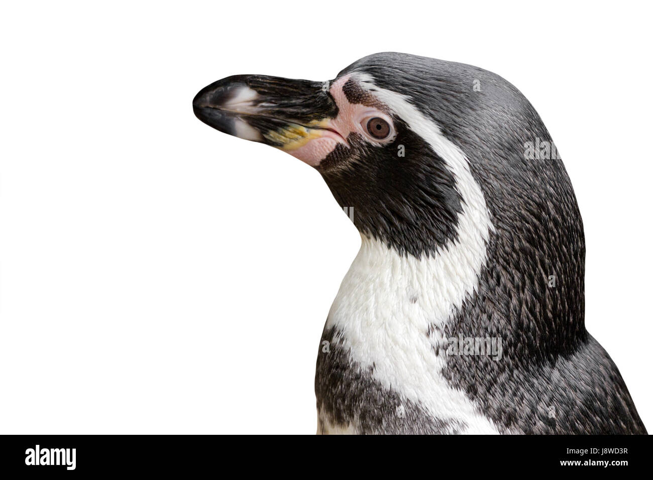 Pinguini humboldt Foto Stock