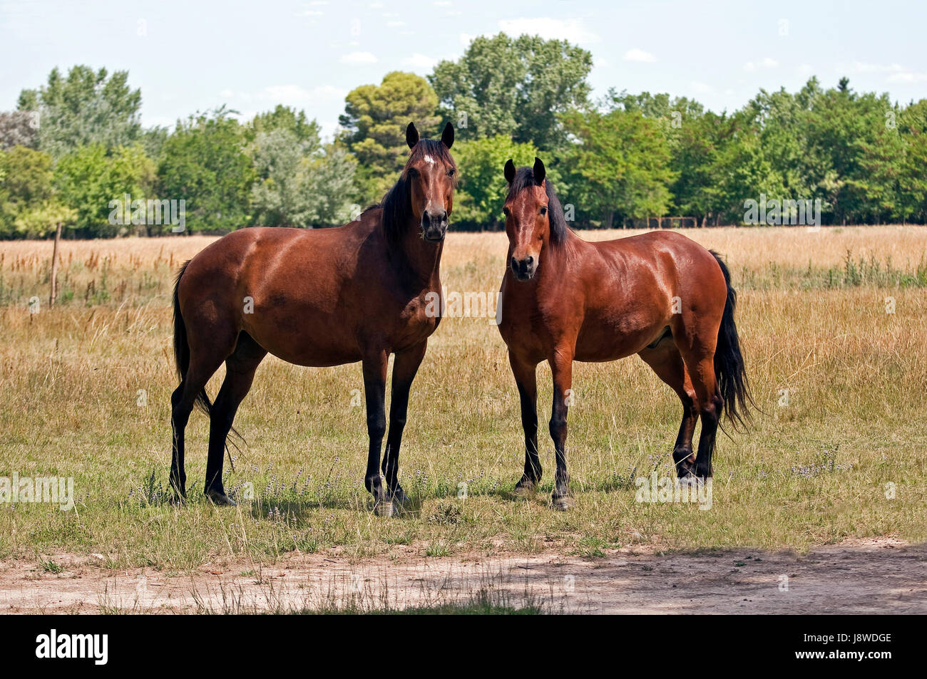 Horse, animale mammifero, fauna, Argentina, paese, prato, erba, prato verde, Foto Stock