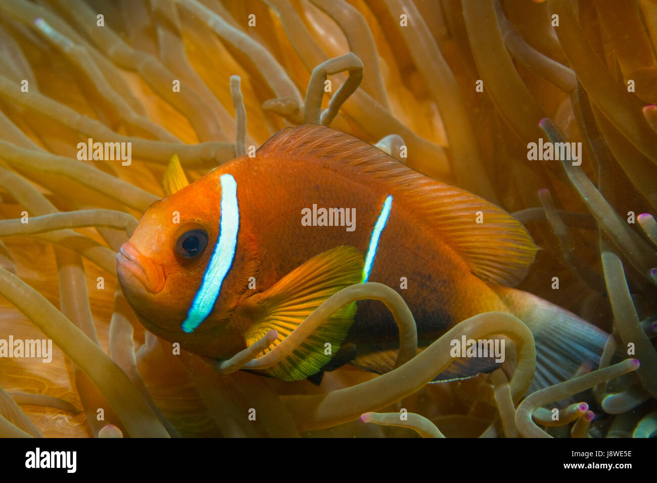 Clark (Anemonefish Amphiprion clarkii) in anemone marittimo (Actiniaria), Mare Arabico, Oman Foto Stock