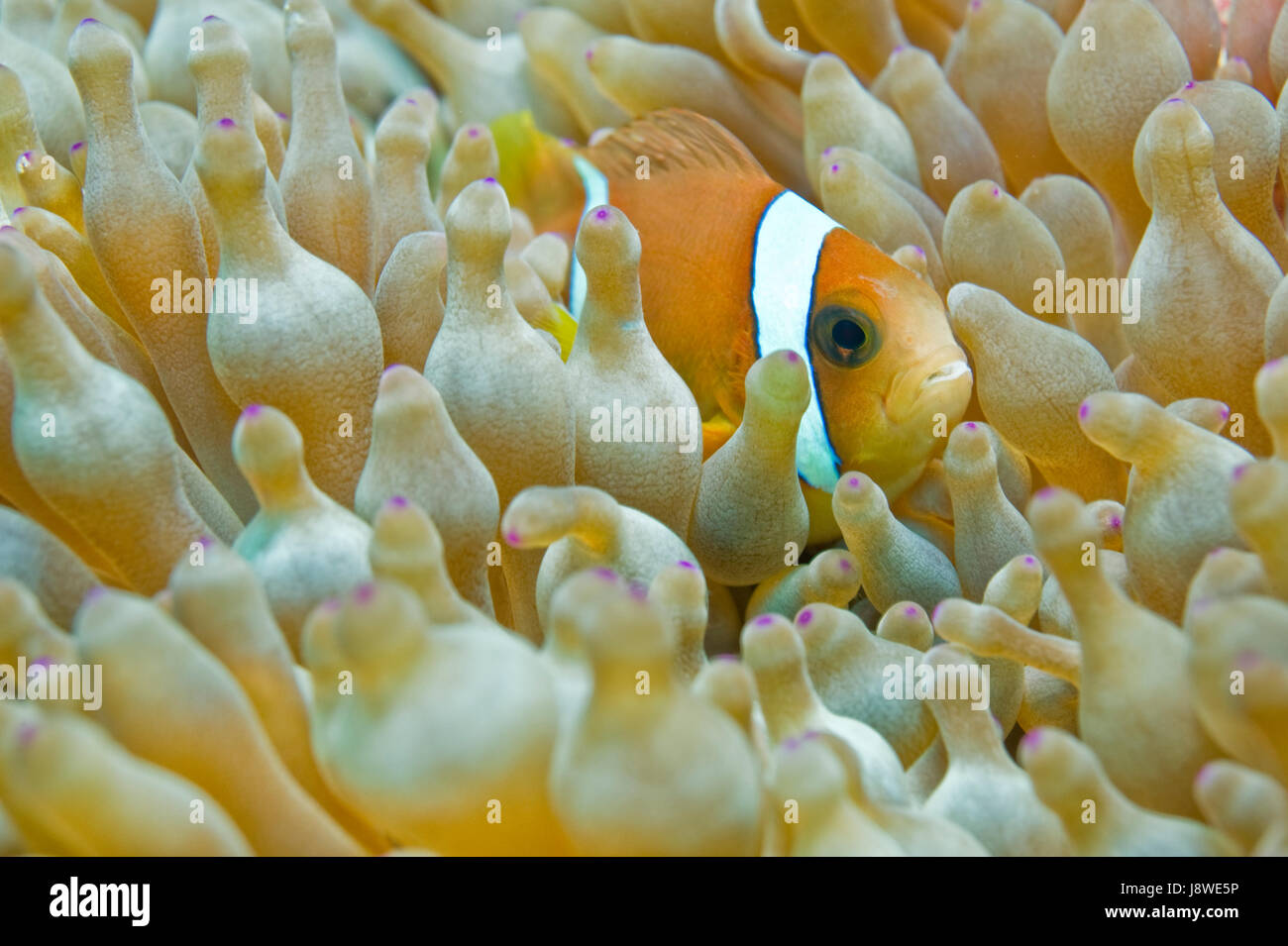 Clark (Anemonefish Amphiprion clarkii) in anemone marittimo (Actiniaria), Mare Arabico, Oman Foto Stock
