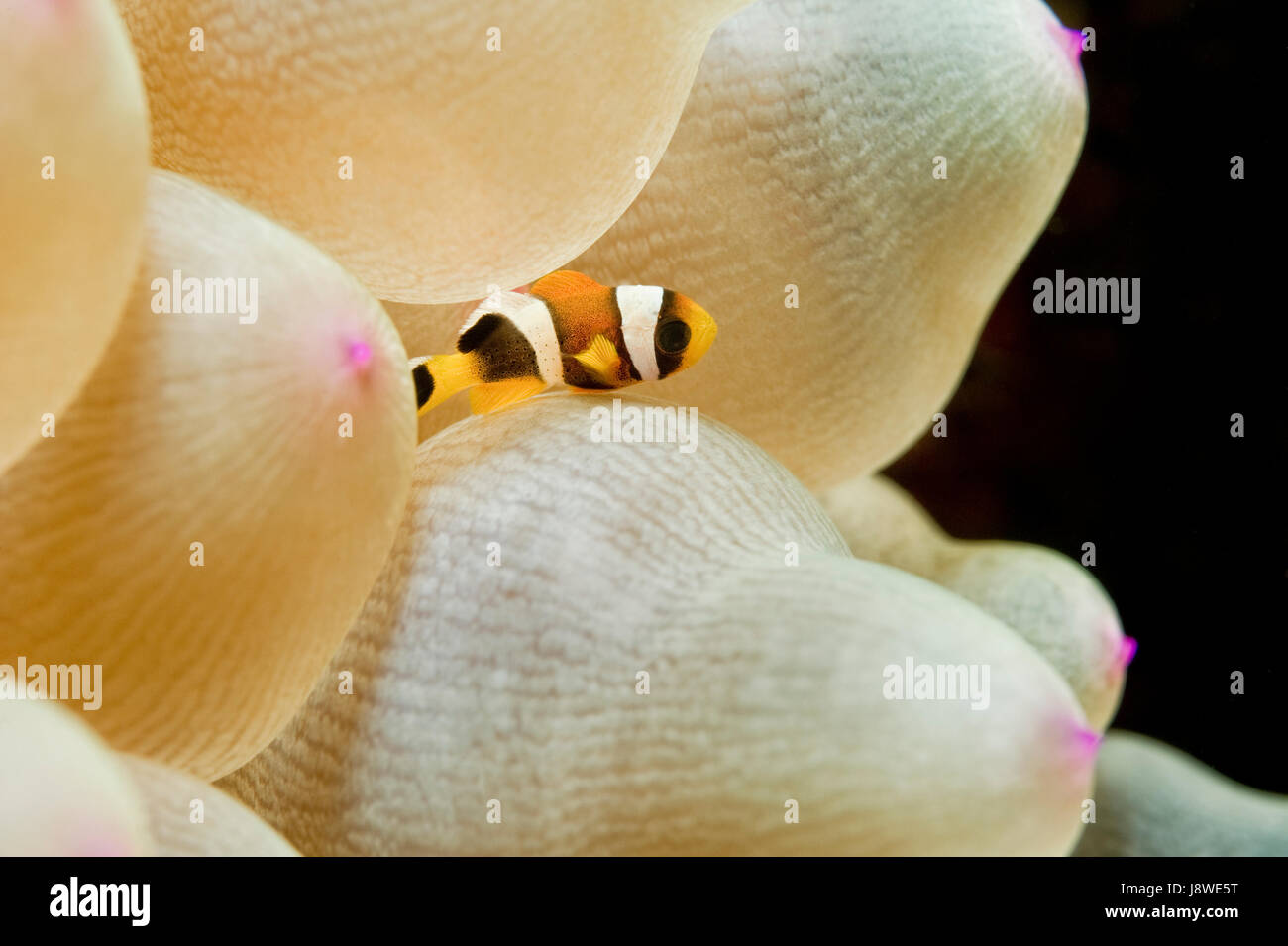 I capretti di Clark (Anemonefish Amphiprion clarkii) in anemone marittimo (Actiniaria), Mare Arabico, Oman Foto Stock