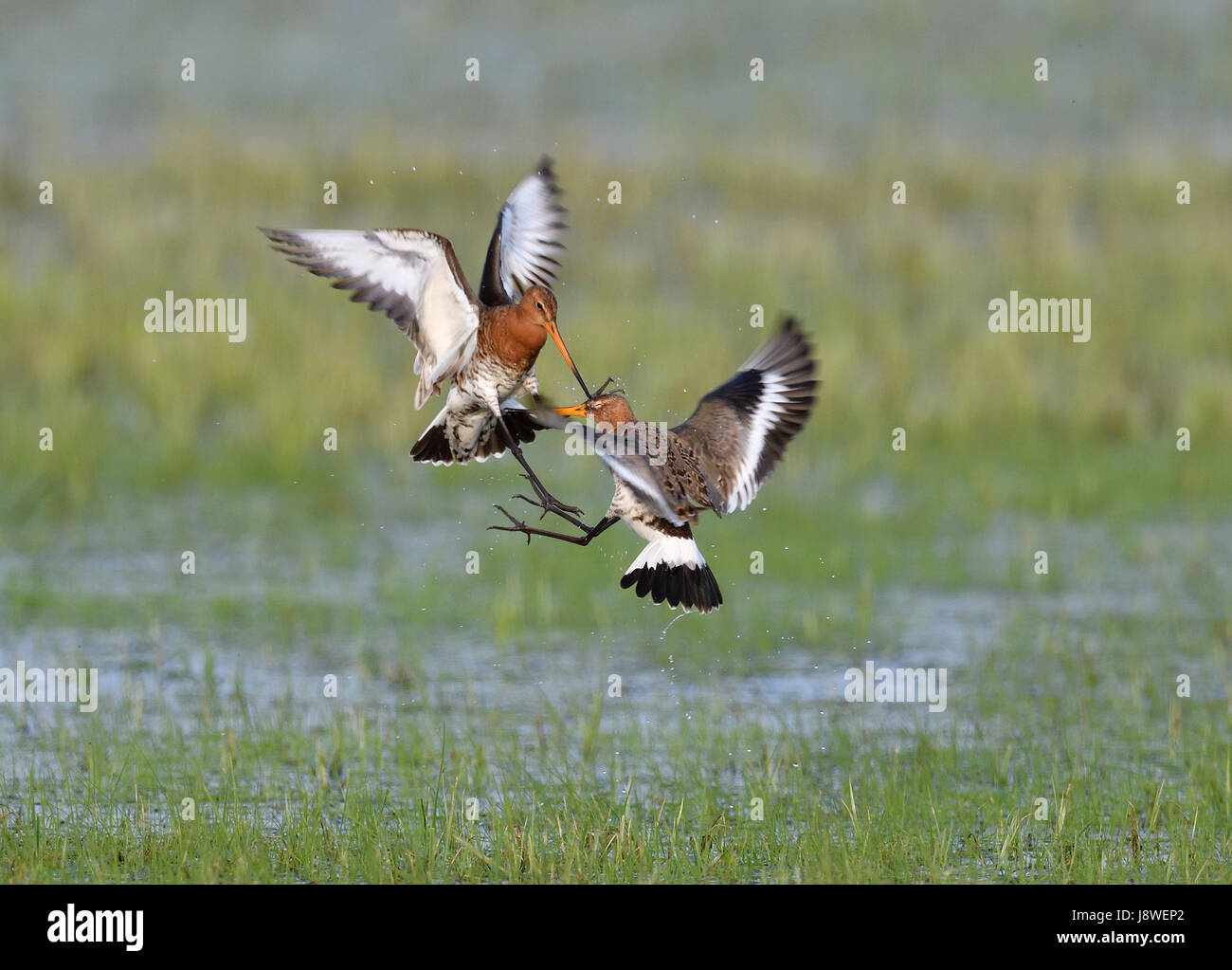 Lotta nero-tailed godwits (Limosa limosa) in un prato, Lago di Dümmer vedere, Meclemburgo-Pomerania, Germania Foto Stock