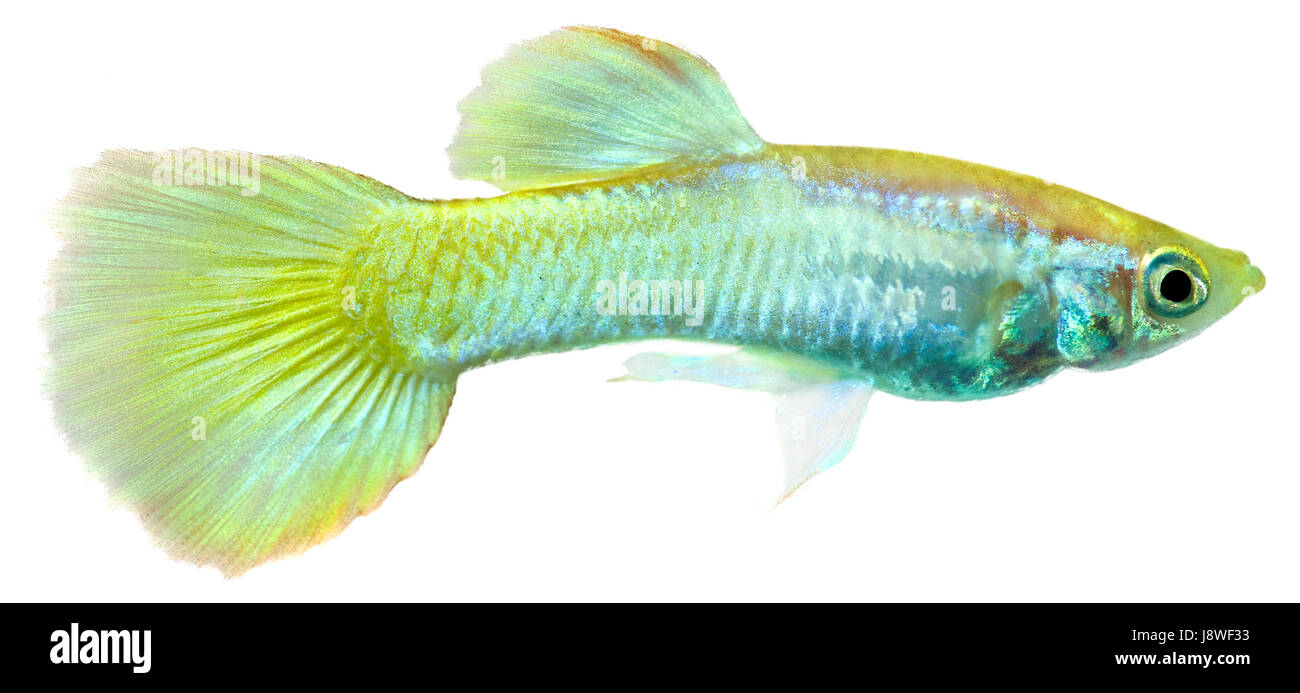 Blu, isolato, pesci di acqua dolce, acqua turchese, coloratissimi, giallo, blu Foto Stock