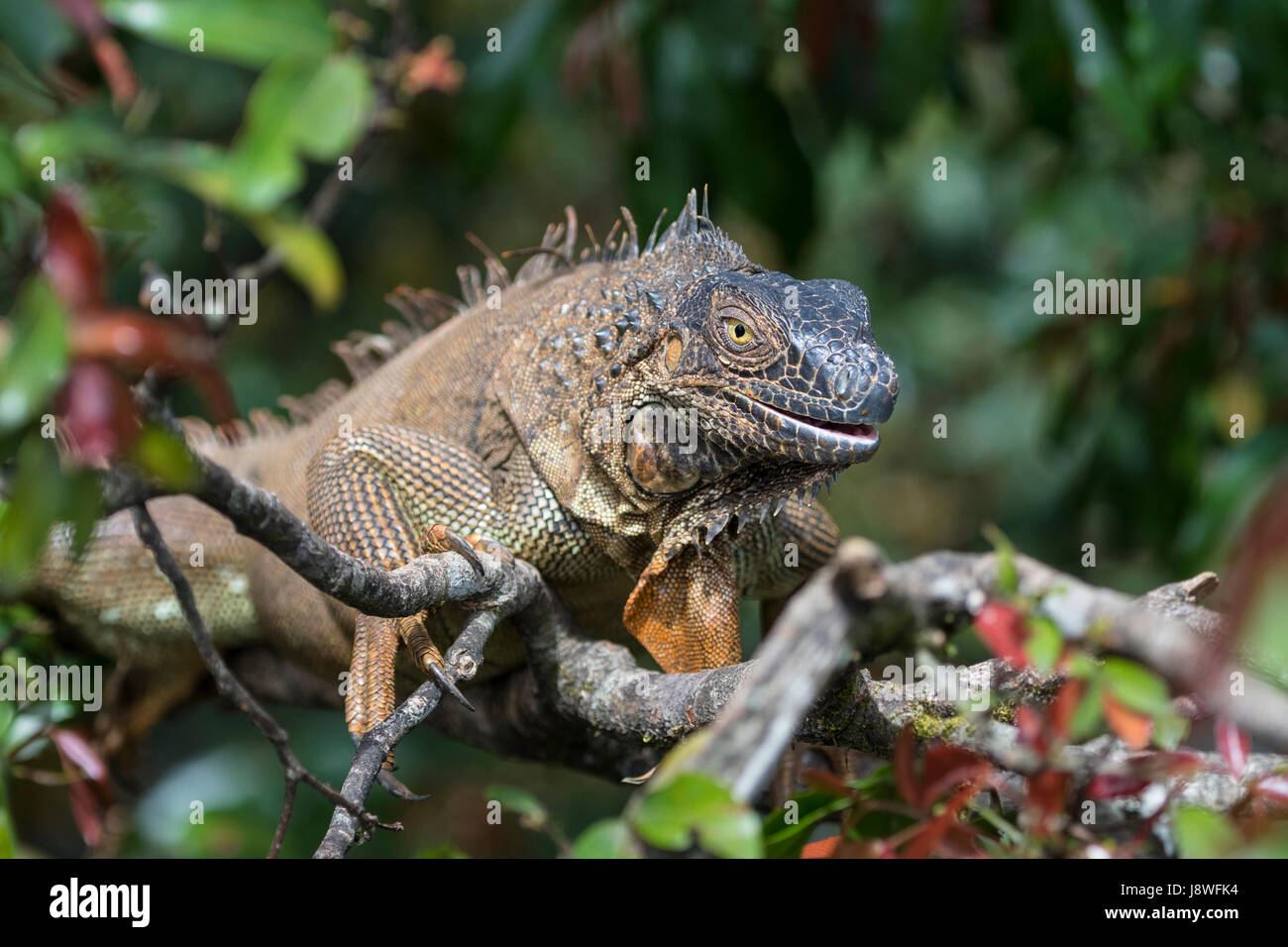 Verde (Iguana Iguana iguana) sulla struttura ad albero, Costa Rica Foto Stock
