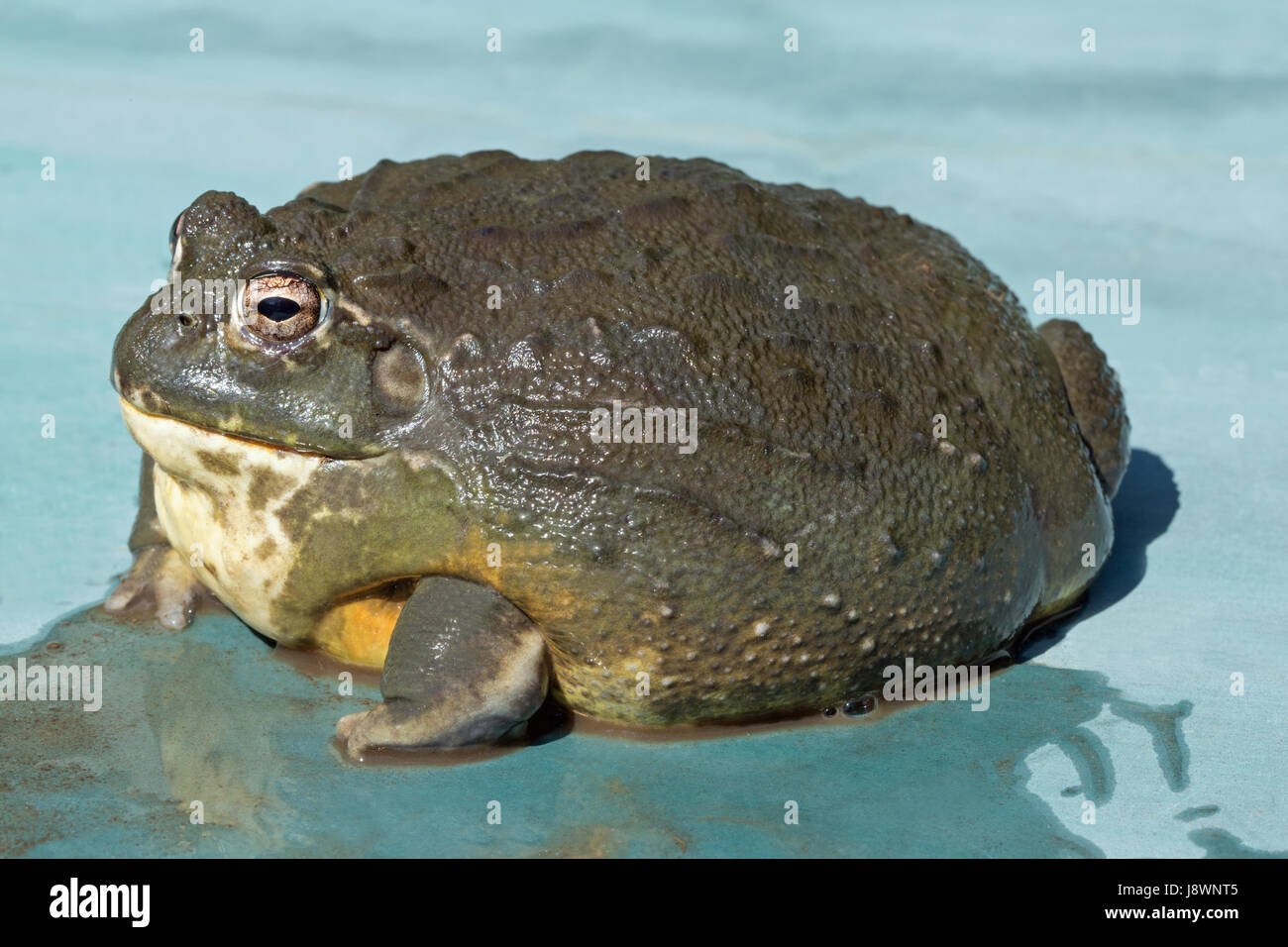 Africa african bullfrog pyxie frog female pyxicephalus adspersus immagini e  fotografie stock ad alta risoluzione - Alamy