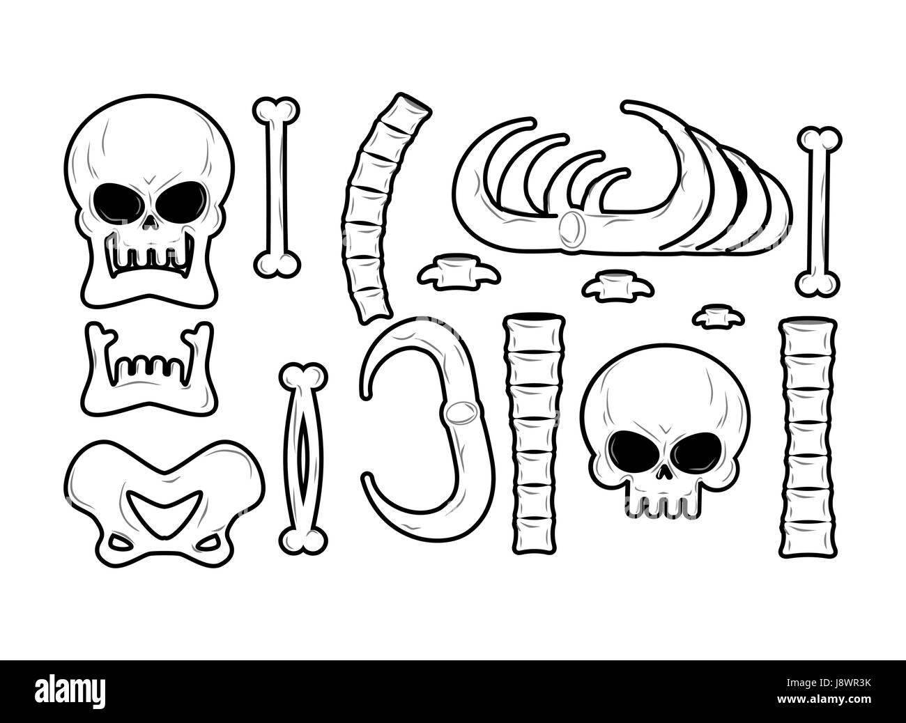 Set di ossa. Anatomia delle icone. Cranio e della colonna vertebrale. Ganascia e bacino. Nervature e tibia. Lo scheletro osseo Illustrazione Vettoriale