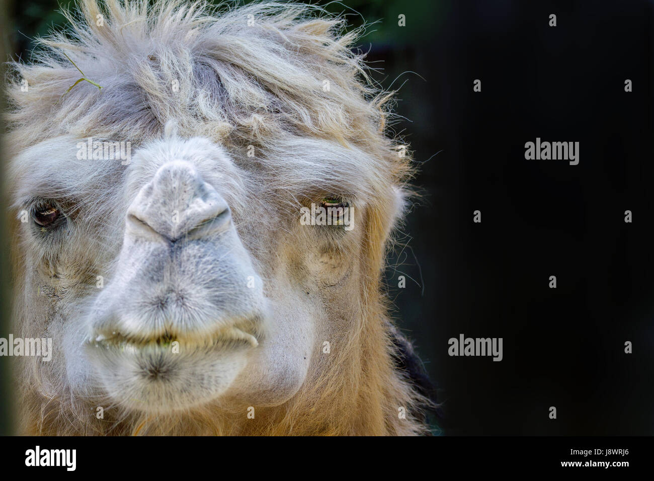 Immagine di un adulto pet testa di cammello Foto Stock
