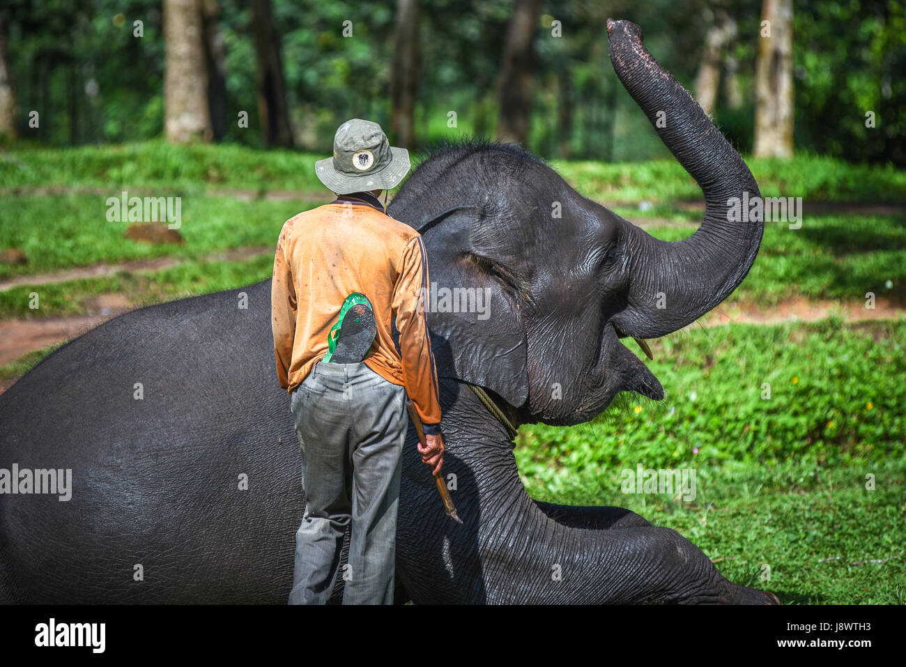 Un mahout e Sumatra elefante in modo Kambas National Park, Indonesia. Foto Stock
