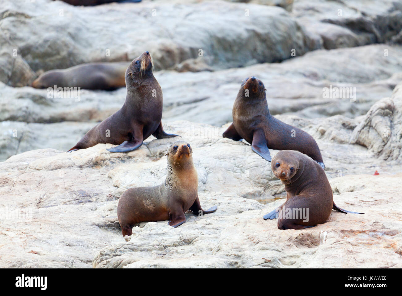 Animale, lion, gatto, Gatto grande, predatore felino, la fauna marina, marine, gruppo, Foto Stock