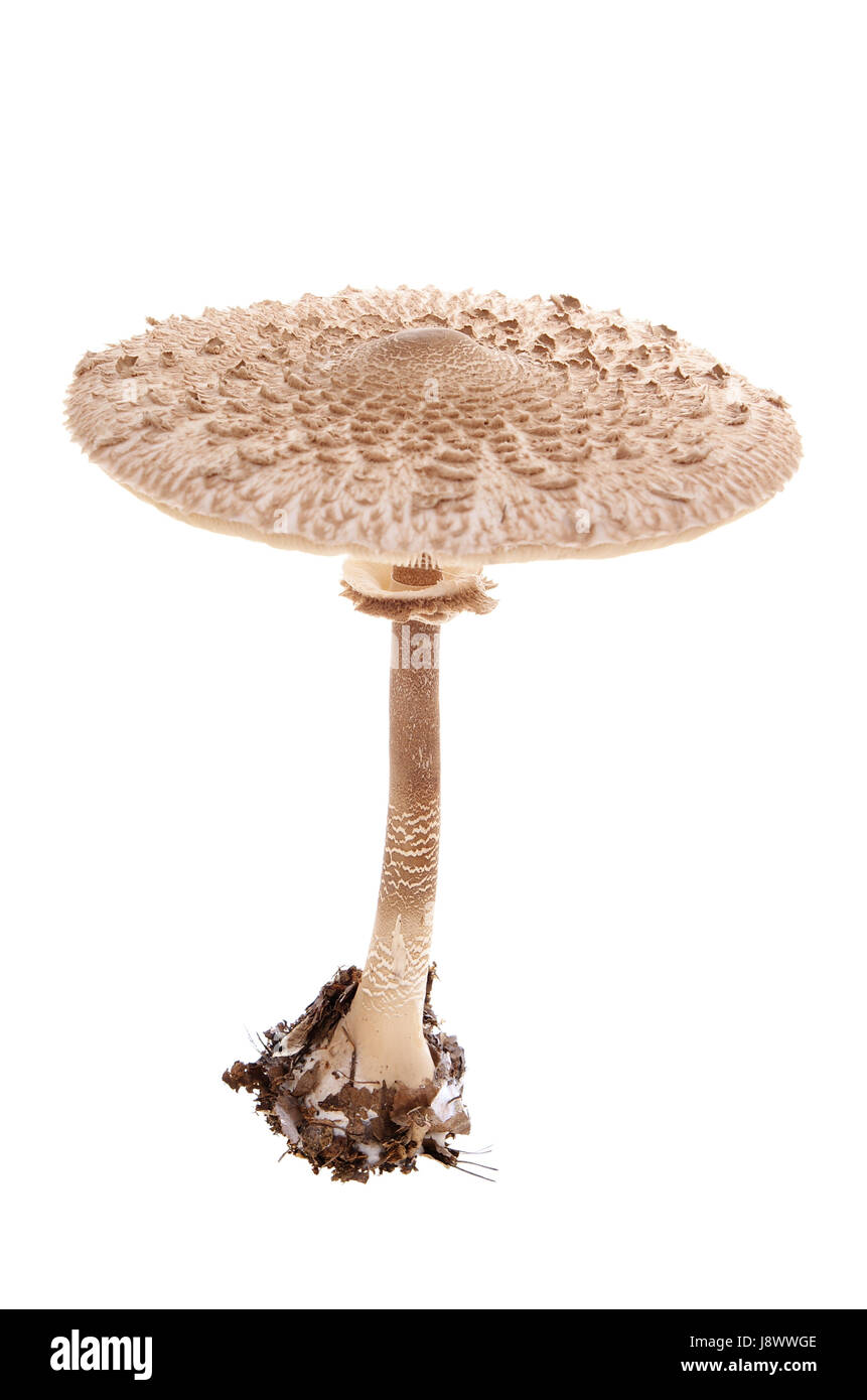 Cibo, aliment, grande, grande, enorme, extreme, potente, imponente, immensa, Foto Stock