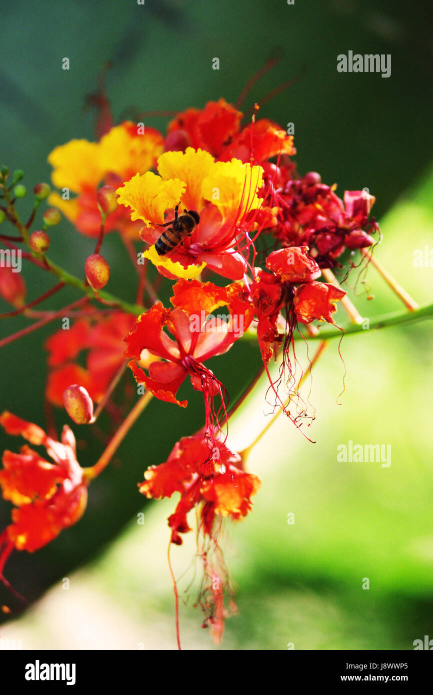 Un felice bee impollinare i fiori del deserto Foto Stock