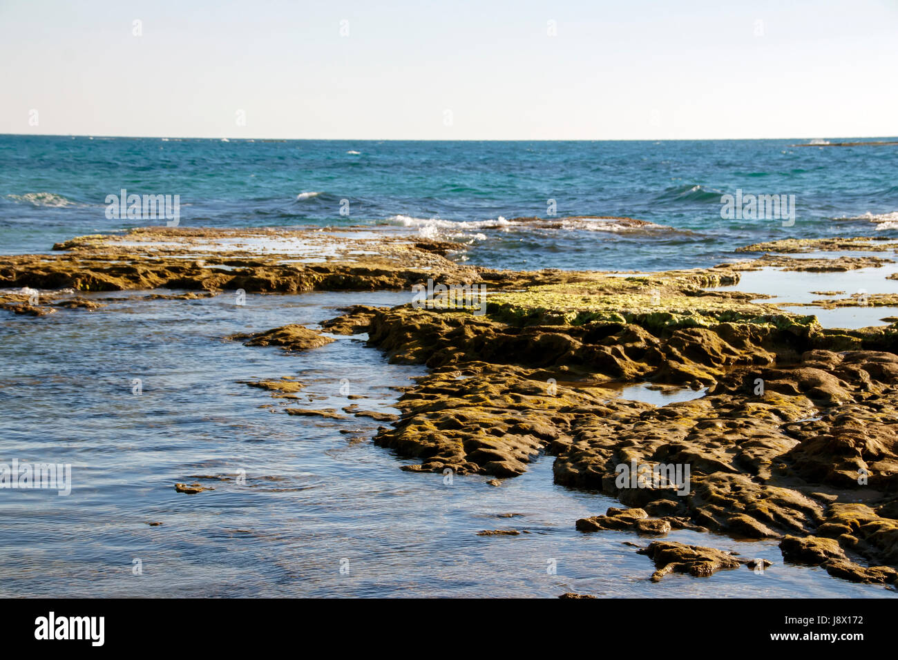 Le alghe di mare marea Foto Stock