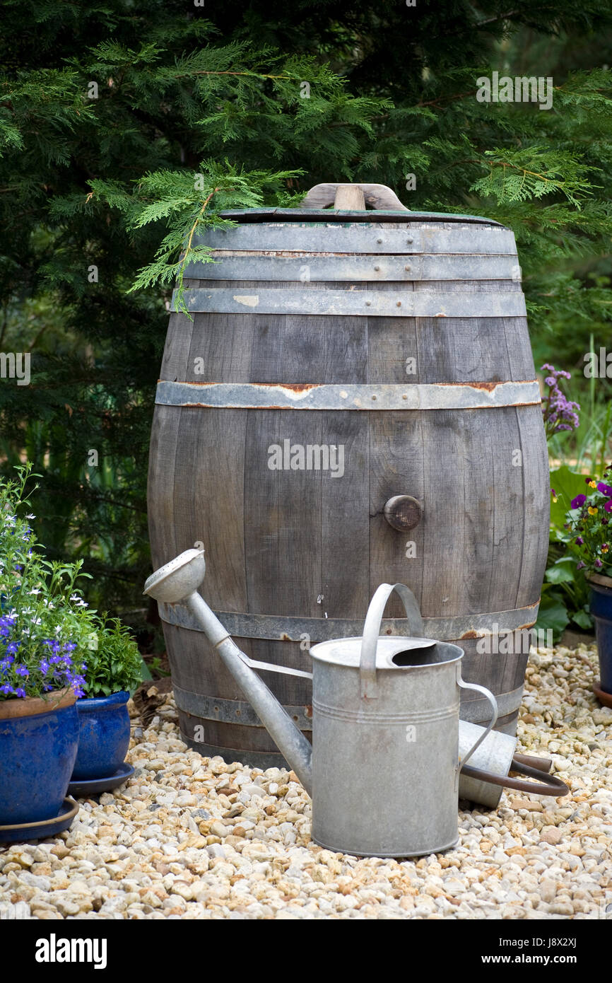 Una botte di vino utilizzato come un barile di pioggia, giardino scena con innaffiatoi. Foto Stock