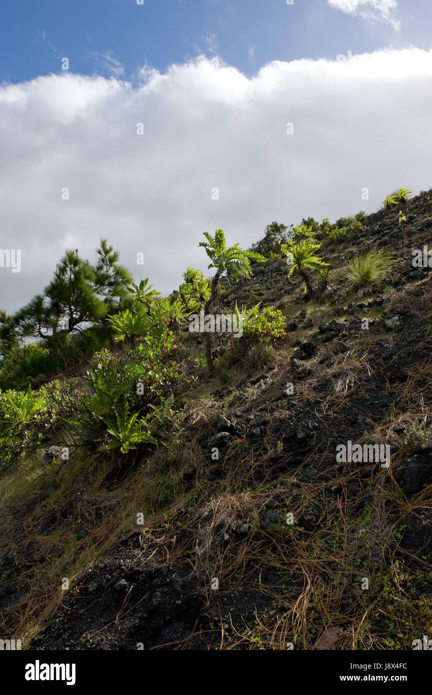 Isole Canarie, verticale, formato ritratto, vegetazione, nuvole, Canarie, la Foto Stock