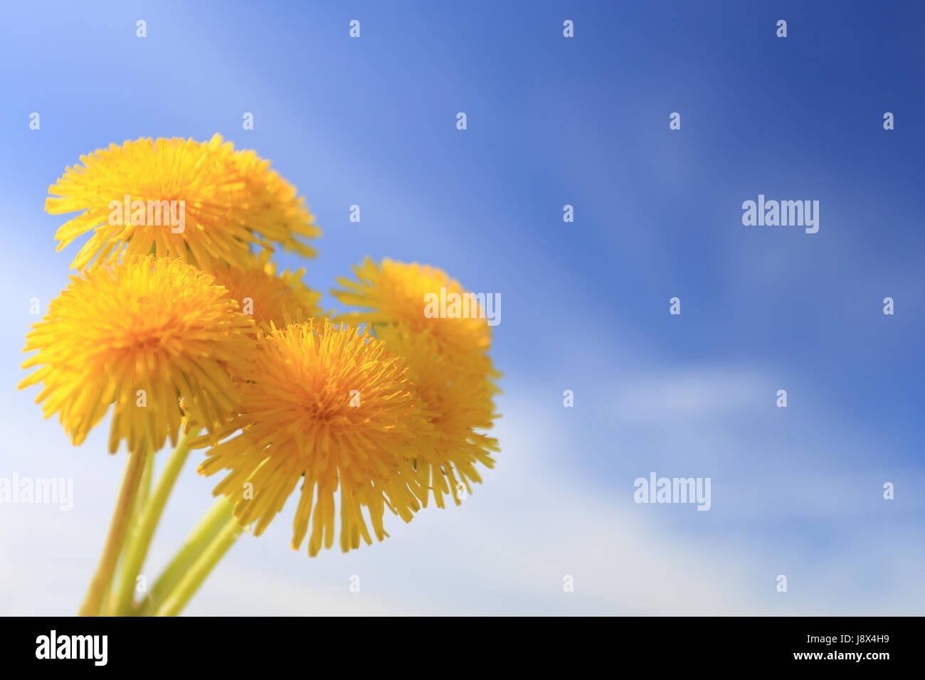 Il tarassaco sul cielo blu sullo sfondo di close-up. Gruppo di fiori gialli sul Cielo di estate sfondo. Spazio per il testo su vivid blue sky. Foto Stock