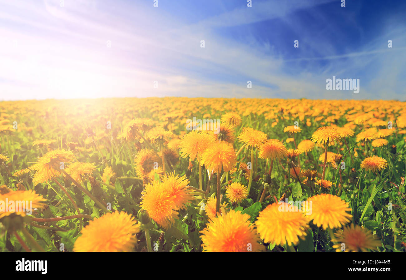 Blooming prato in mattina. Il tarassaco giallo in presenza di luce solare. Vivid paesaggio estivo. Fioritura di tarassaco sulla valle di close-up. Foto Stock
